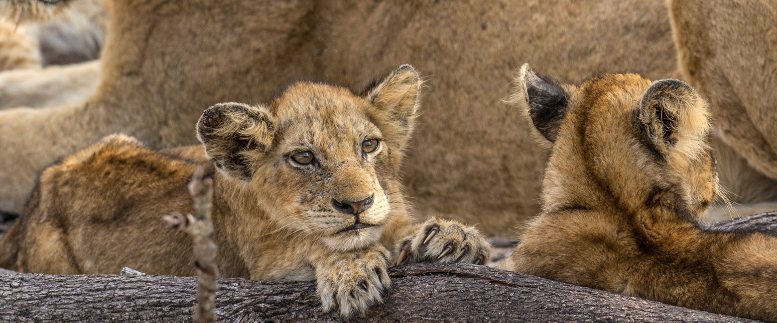 let us know your thoughts about South Africa and we will help you create the perfect safari