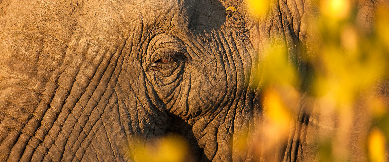 let us know your thoughts about South Africa and we will make sure to deliver the perfect safari