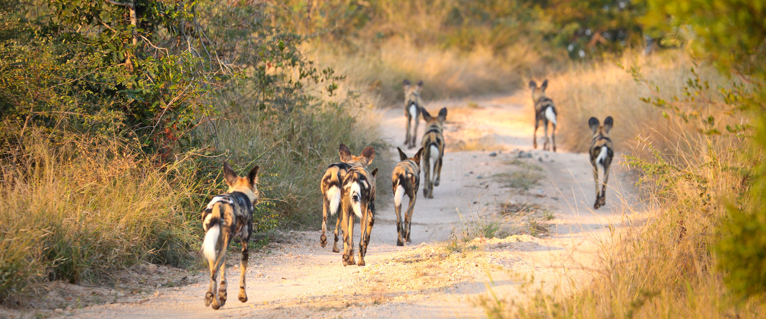 let us know your thoughts about South Africa and we will help you create the perfect safari