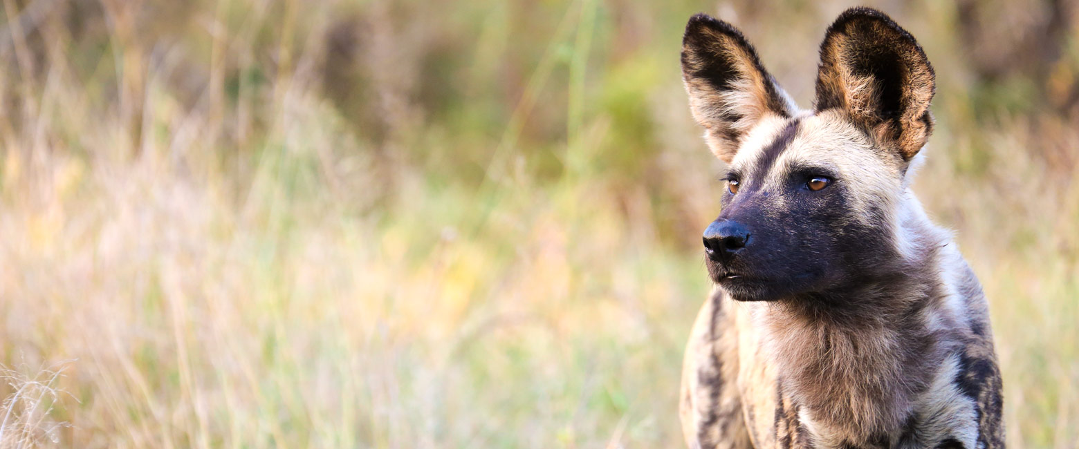 let us know your thoughts about South Africa and we will help you create the perfect safari 