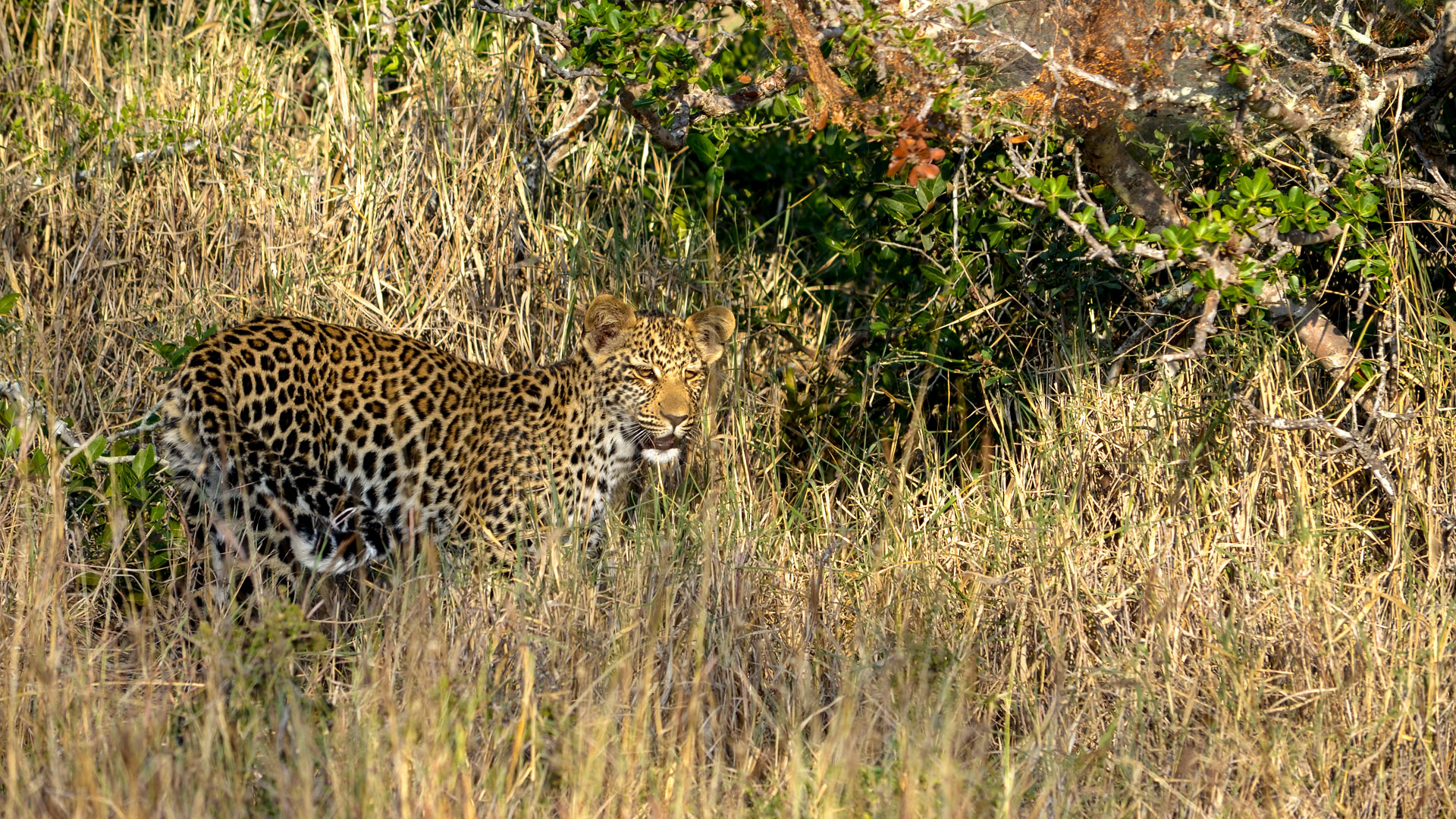 Safari to Thornybush