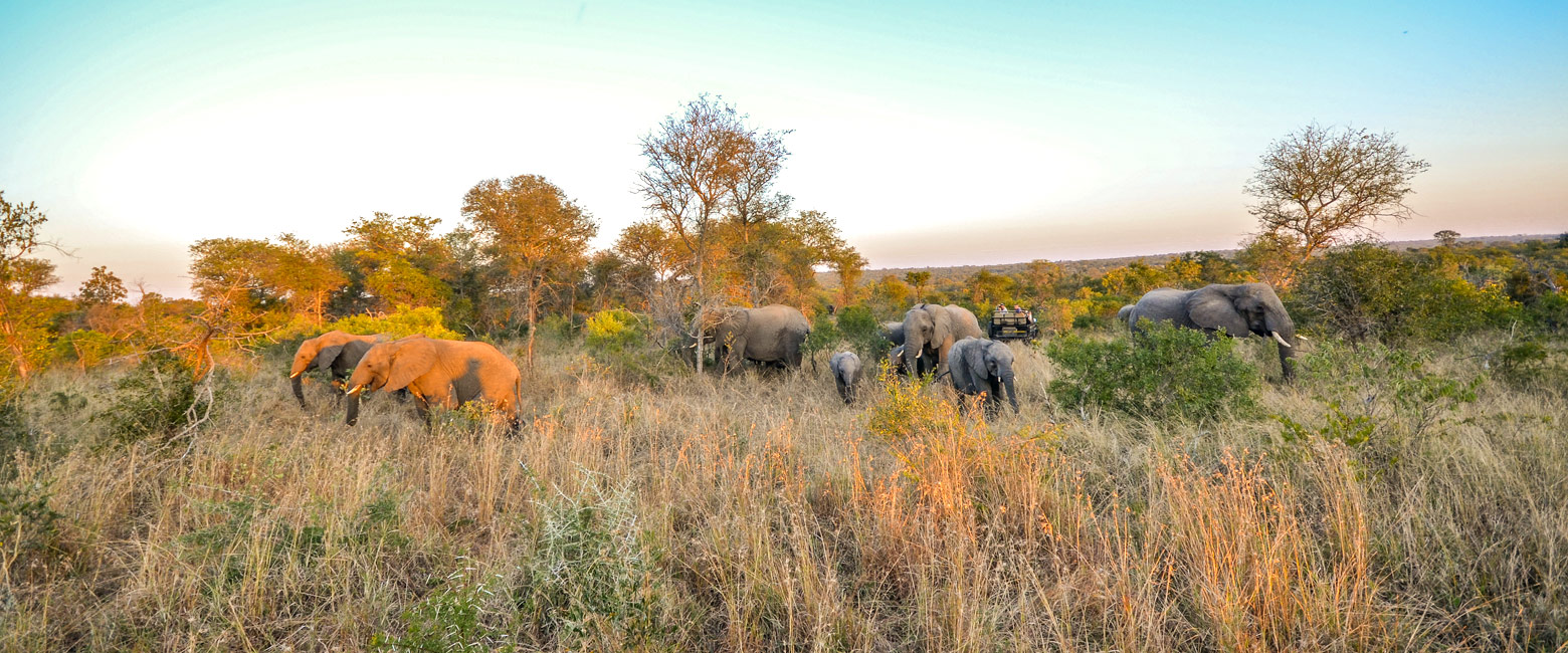 let us know your thoughts about South Africa and we will help you create the perfect safari