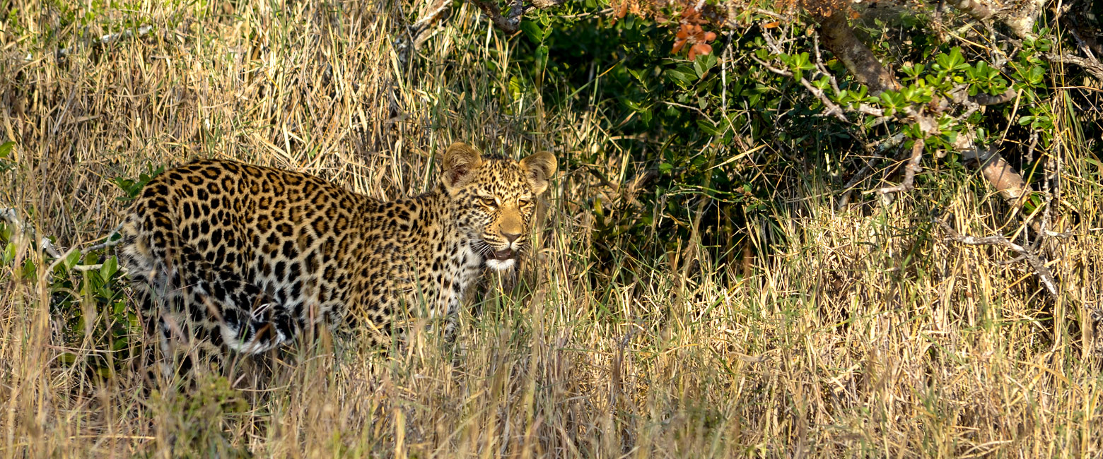 let us know your thoughts about South Africa and we will make sure to deliver the perfect safari