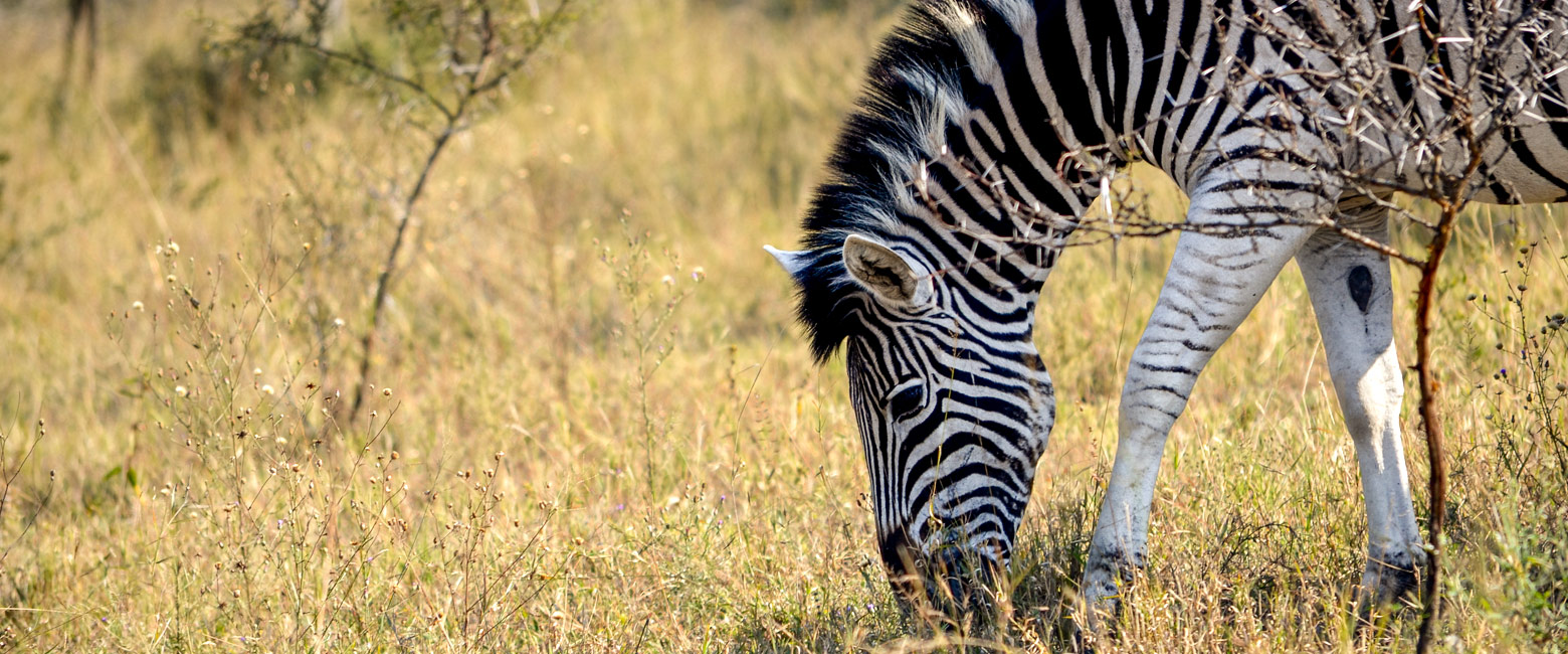 let us know your thoughts about South Africa and we will help you create the perfect safari 
