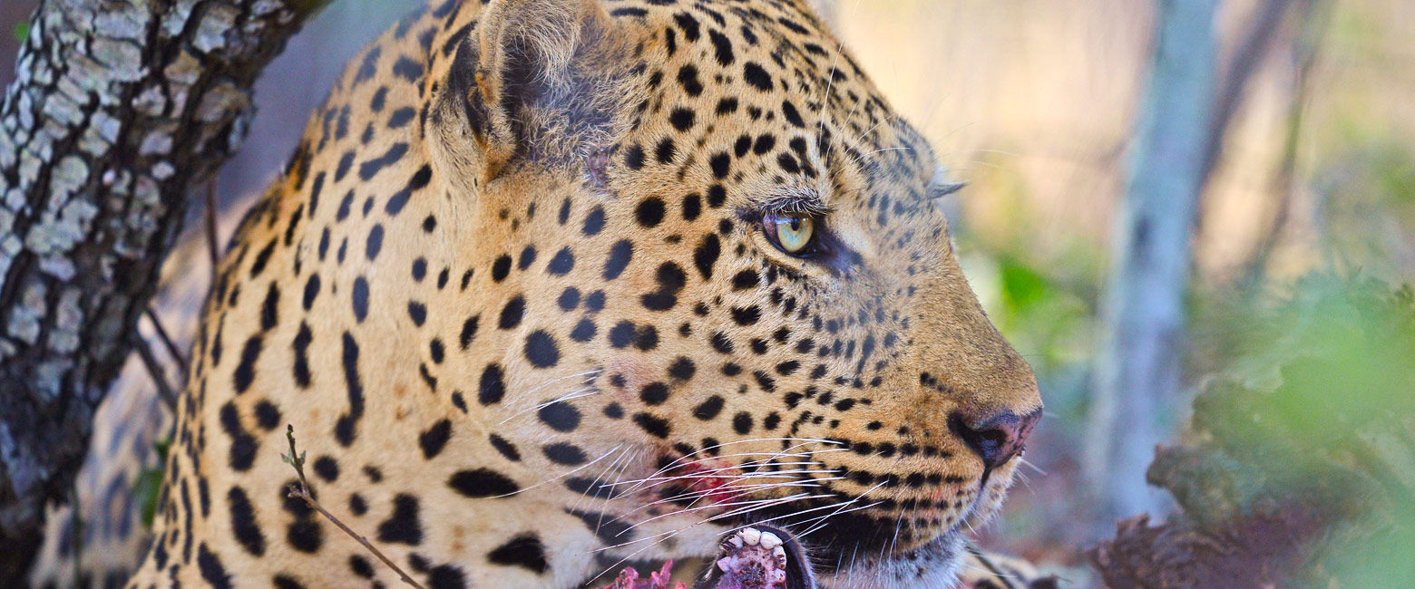 let us know your thoughts about South Africa and we will make sure to deliver the perfect safari 