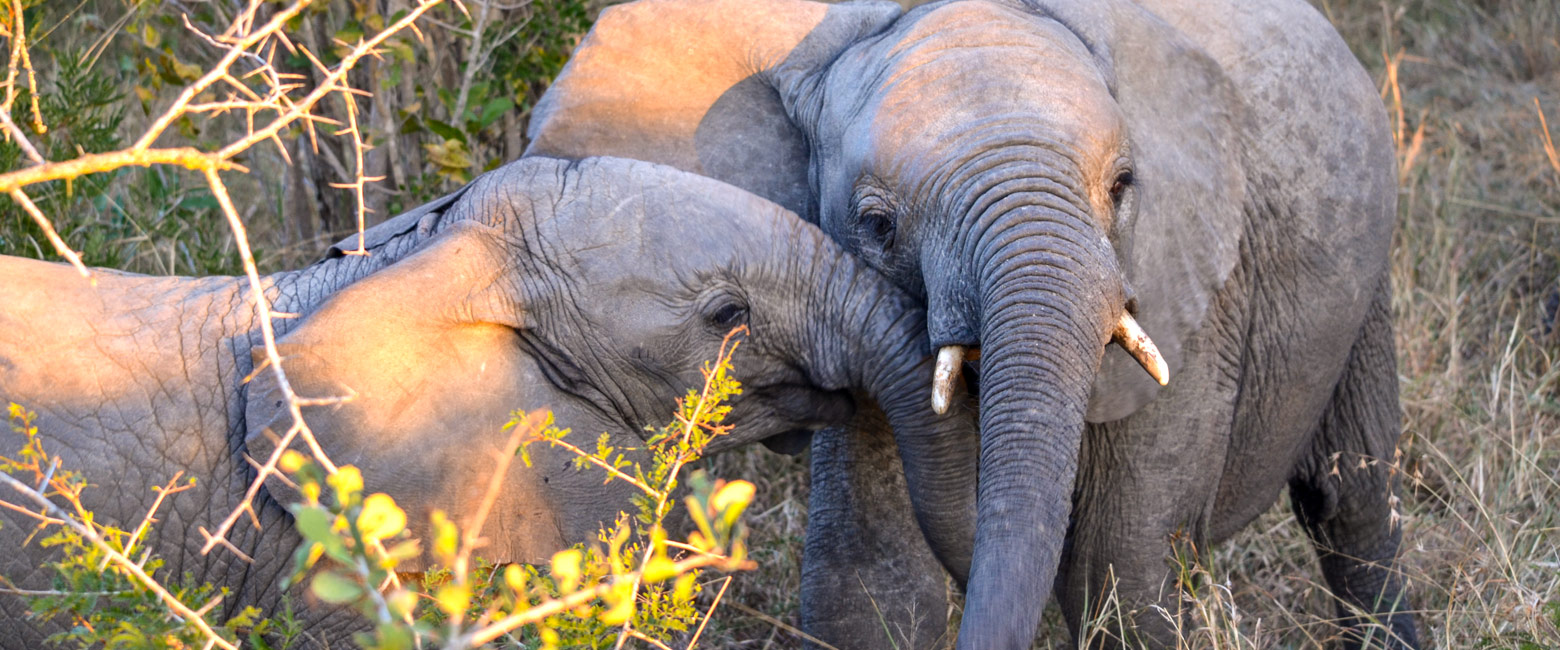 let us know your thoughts about South Africa and we will help you create the perfect safari