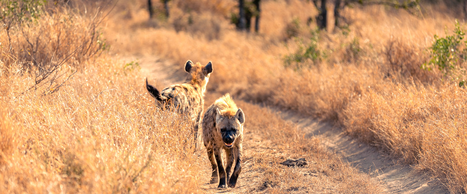 is an excellent private safari area adjoining central Kruger 