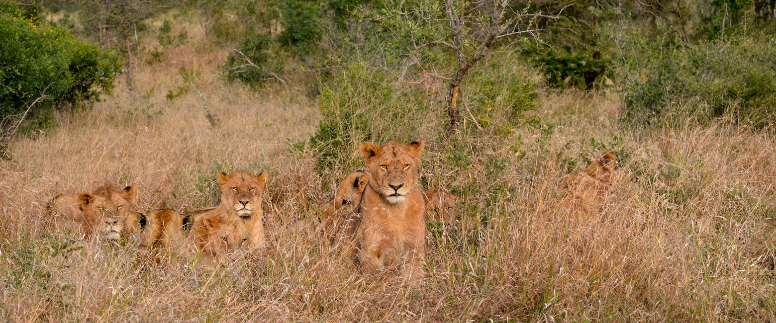 let us know your thoughts about South Africa and we will help you create the perfect safari