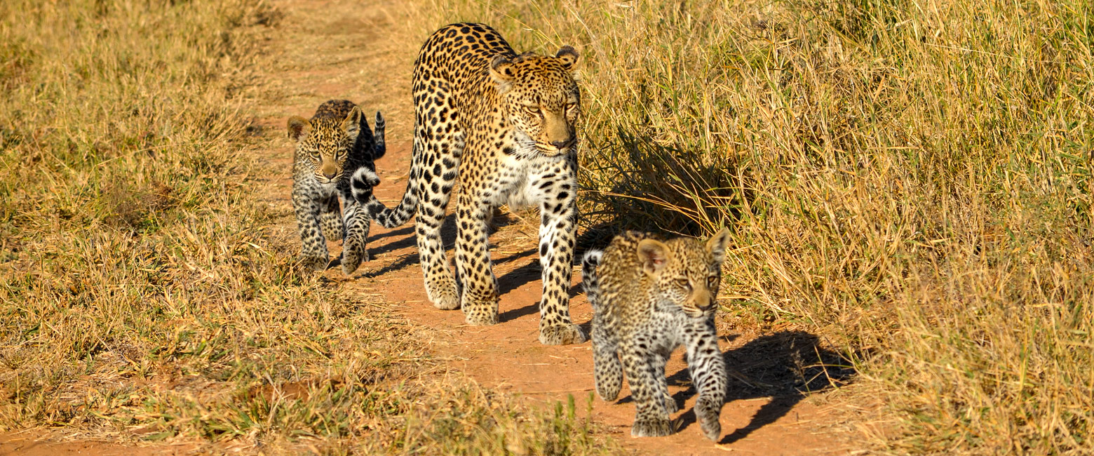 let us know your thoughts about South Africa and we will help you create the perfect safari