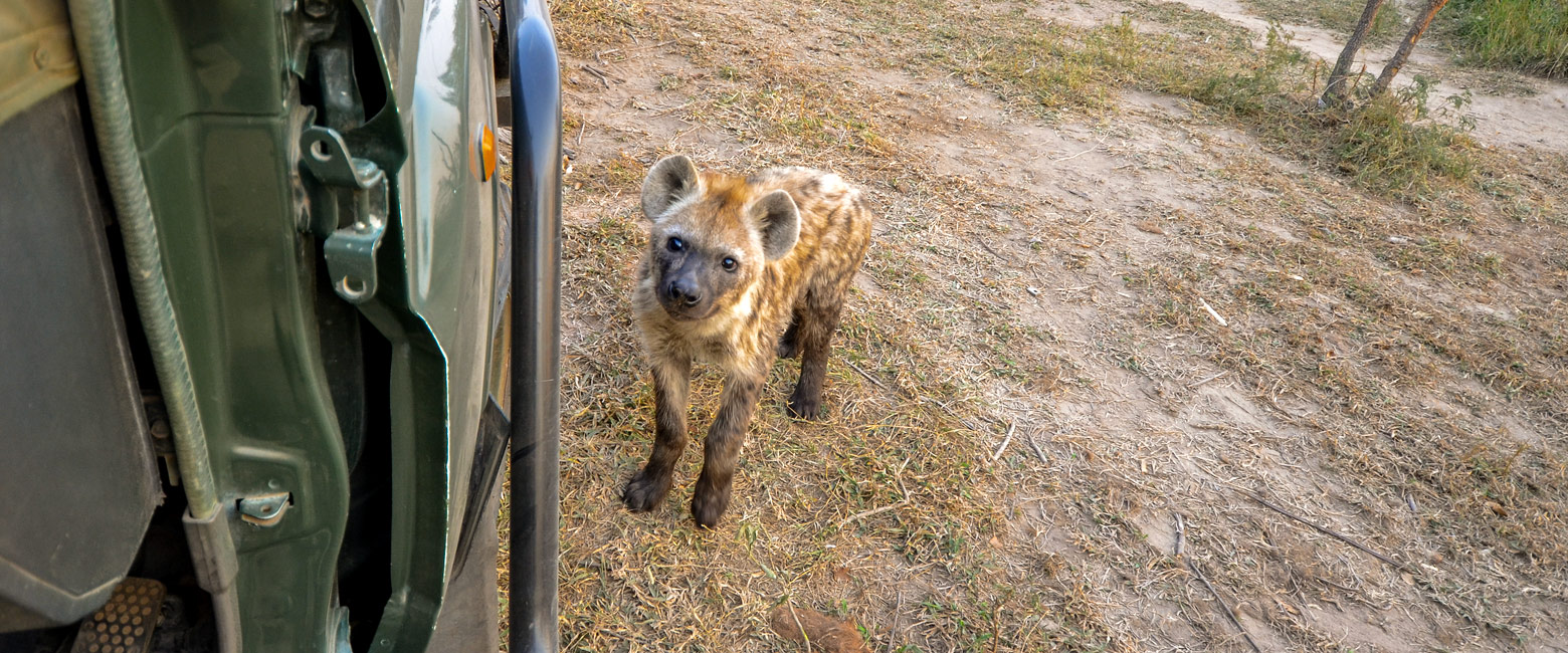 let us know your thoughts about South Africa and we will help you create the perfect safari