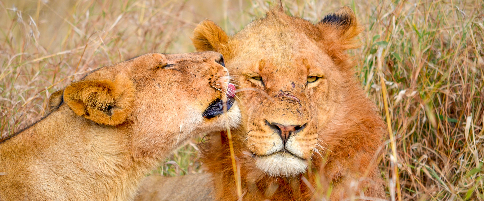 let us know your thoughts about South Africa and we will help you create the perfect safari