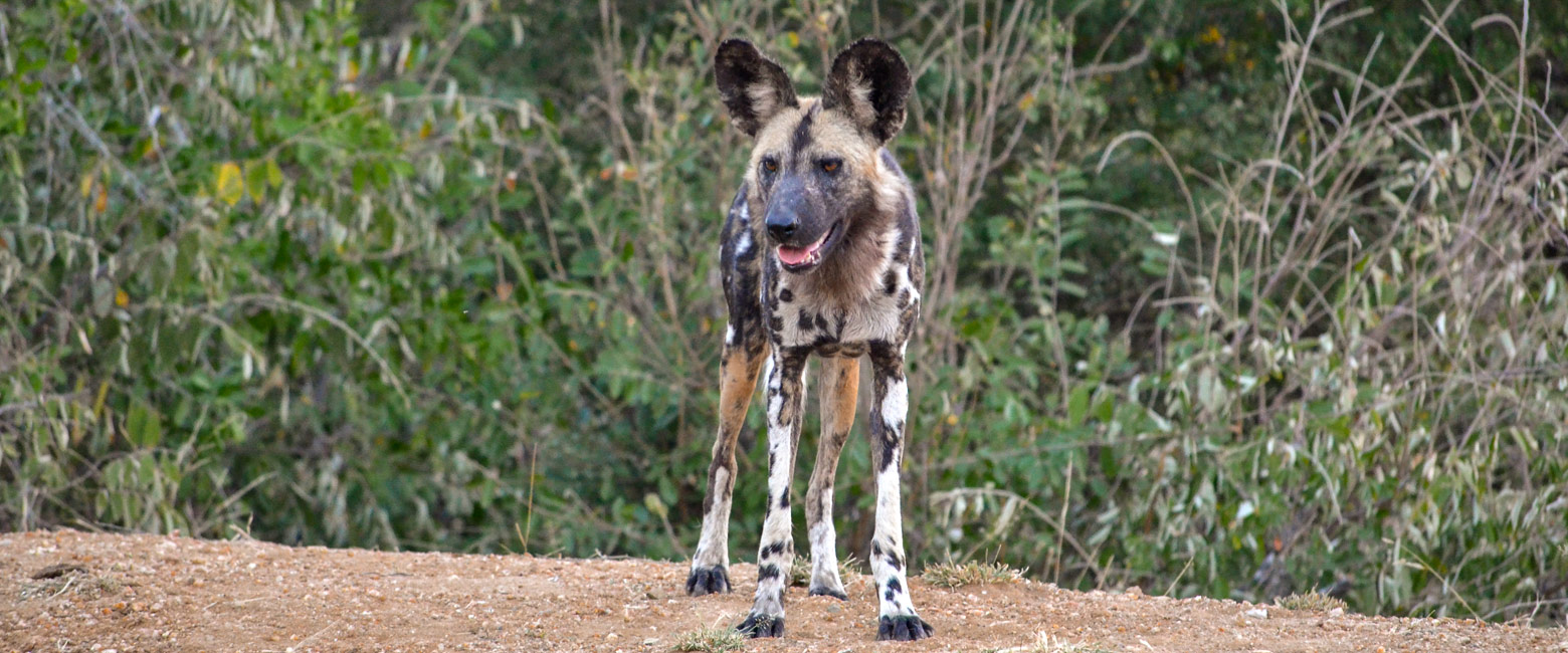 let us know your thoughts about South Africa and we will help you create the perfect safari