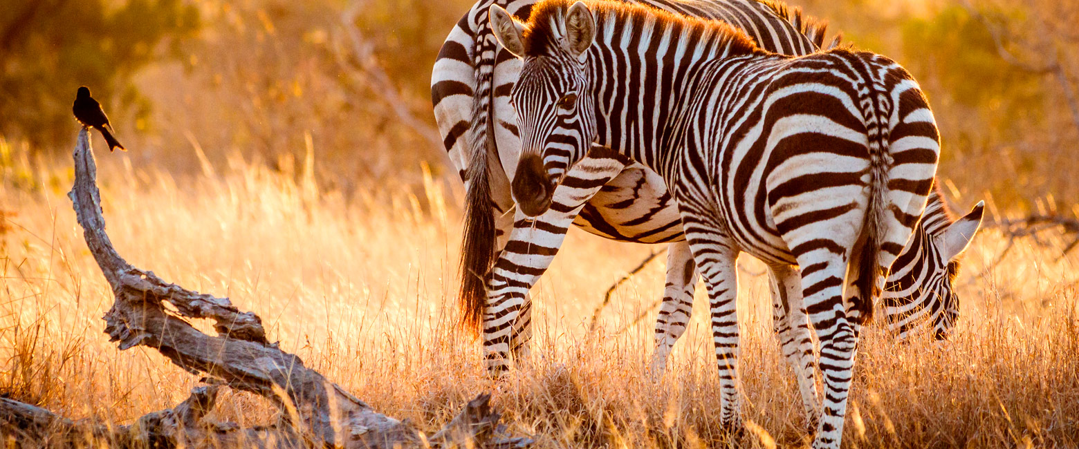 let us know your thoughts about South Africa and we will help you create the perfect safari