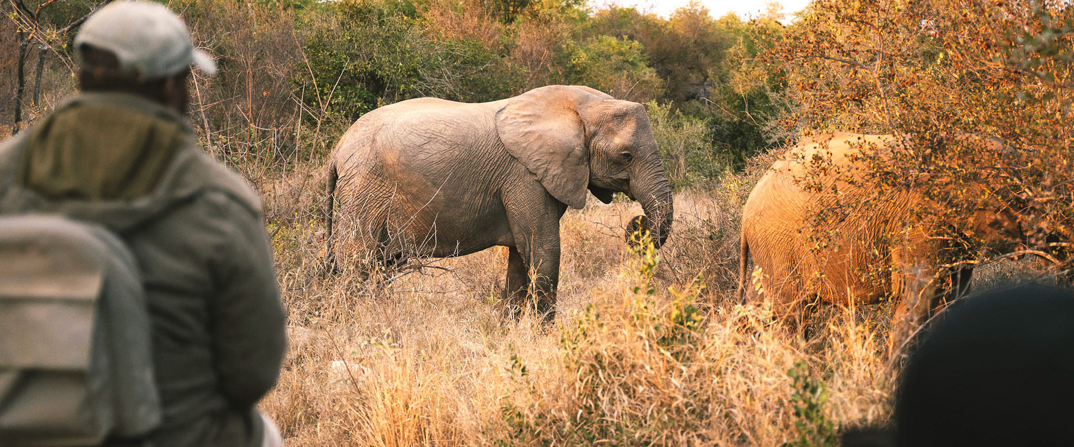 let us know your thoughts about South Africa and we will help you create the perfect safari