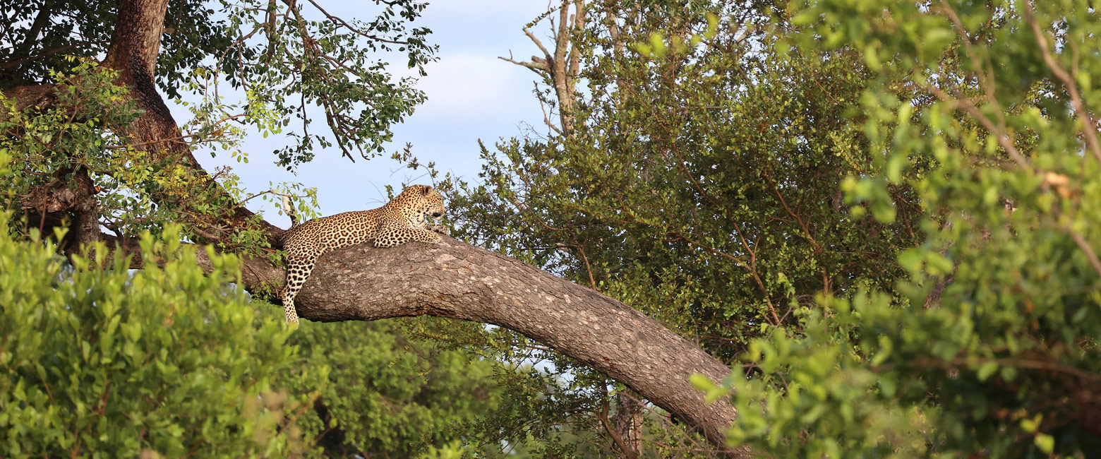let us know your thoughts about South Africa and we will help you create the perfect safari