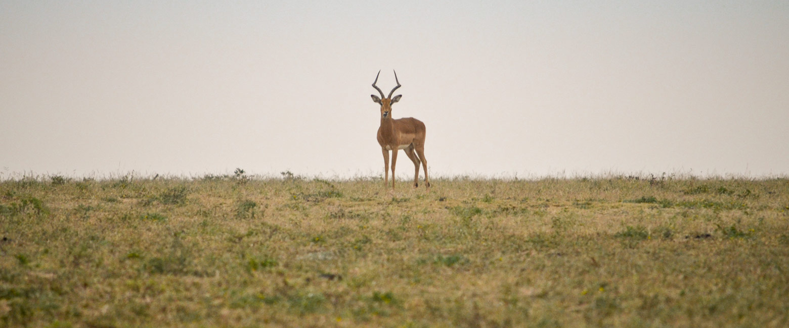 let us know your thoughts about South Africa and we will help you create the perfect safari