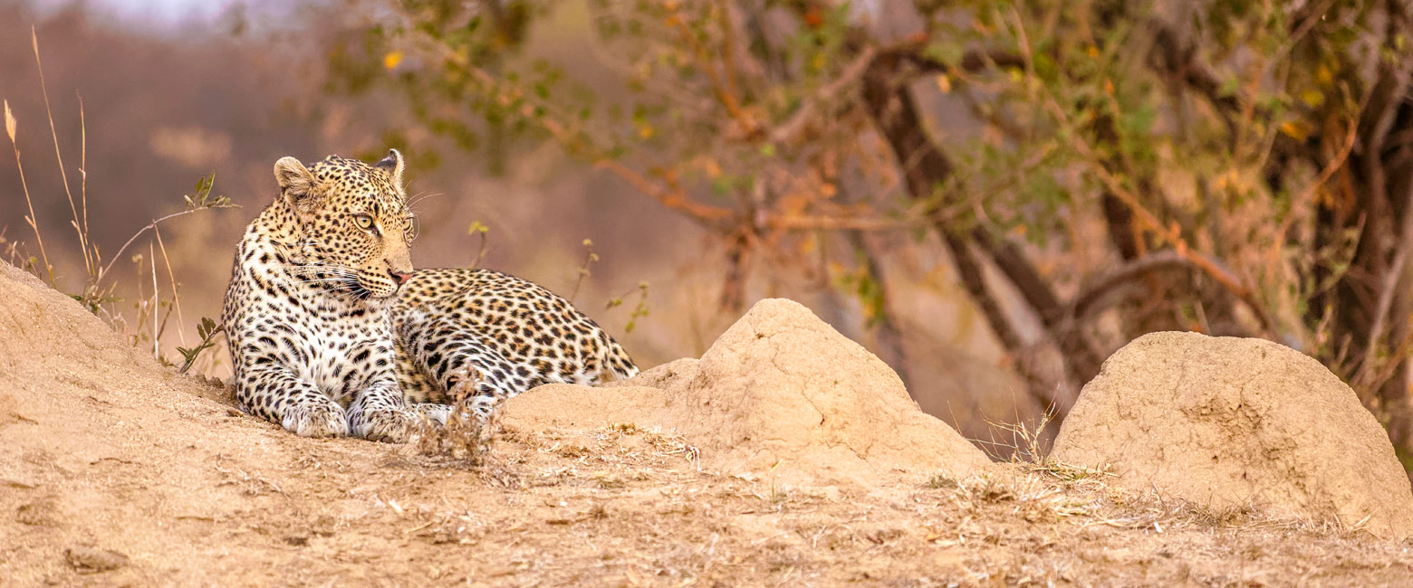 let us know your thoughts about South Africa and we will help you create the perfect safari