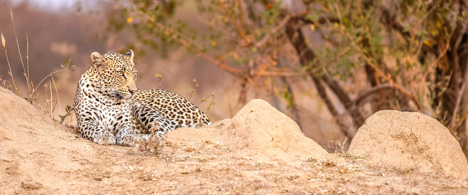 let us know your thoughts about South Africa and we will help you create the perfect safari 