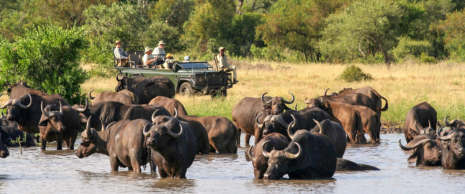 let us know your thoughts about South Africa and we will make sure to deliver the perfect safari