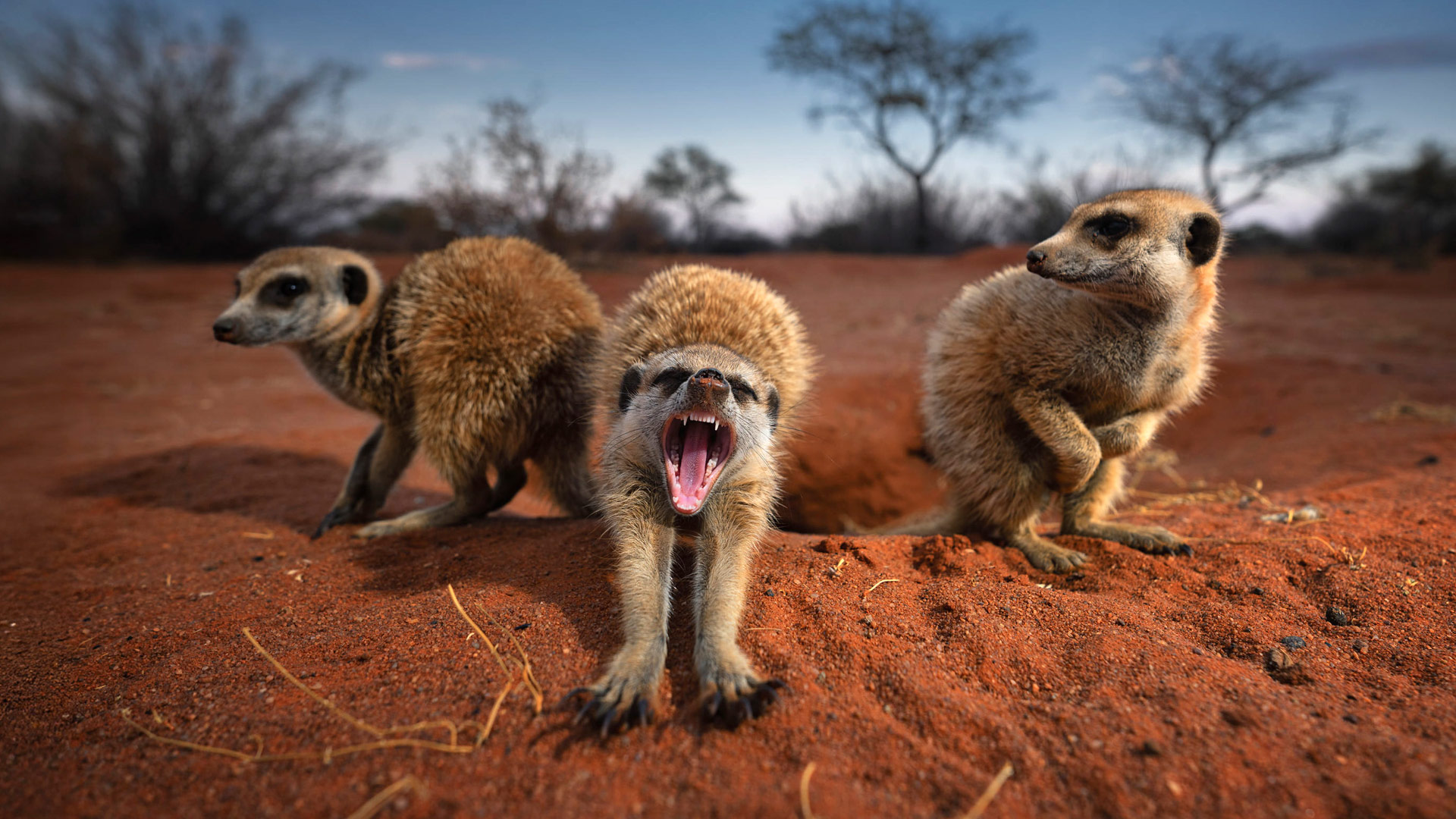 Safari to Tswalu