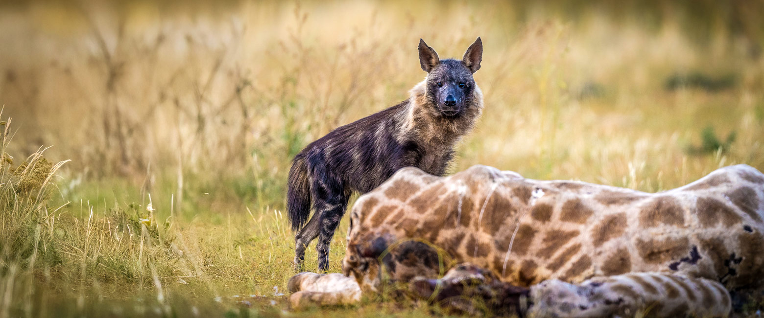 is a premium desert reserve in South Africa