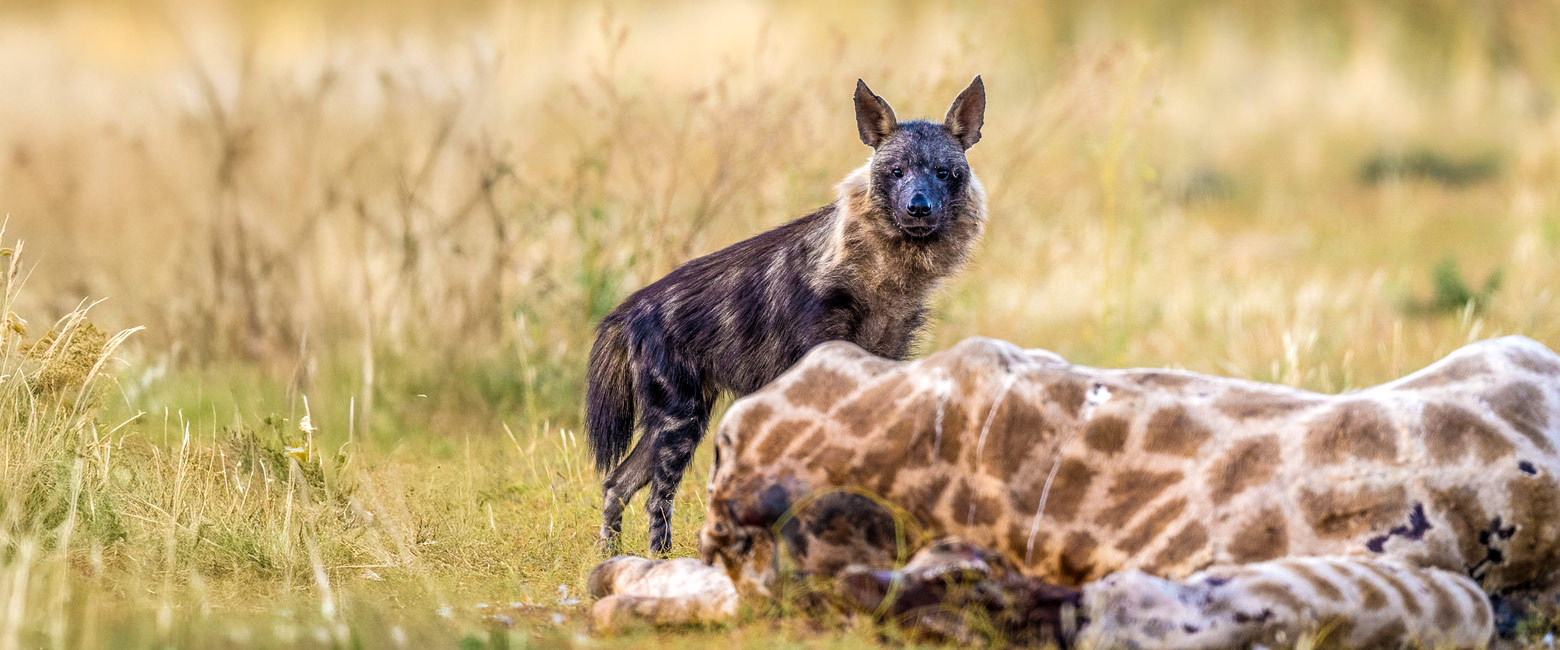 let us know your thoughts about South Africa and we will help you create the perfect safari 
