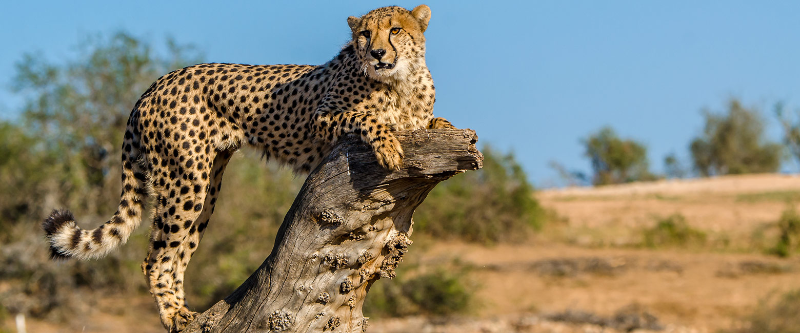 let us know your thoughts about South Africa and we will help you create the perfect safari