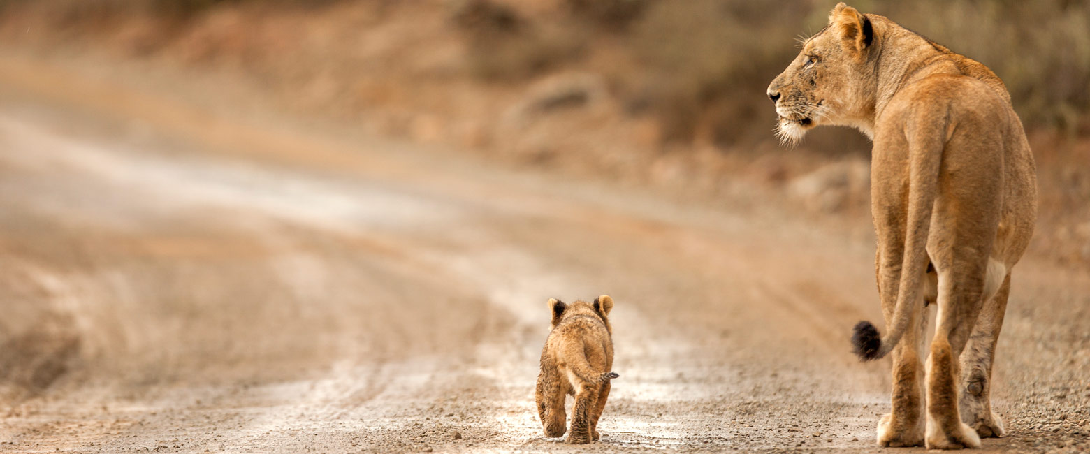 let us know your thoughts about South Africa and we will help you create the perfect safari