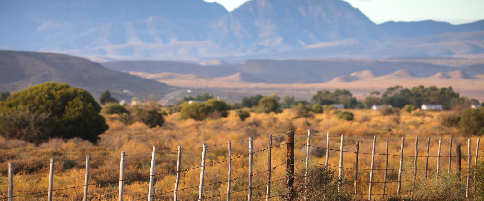 let us know your thoughts about South Africa and we will help you create the perfect safari