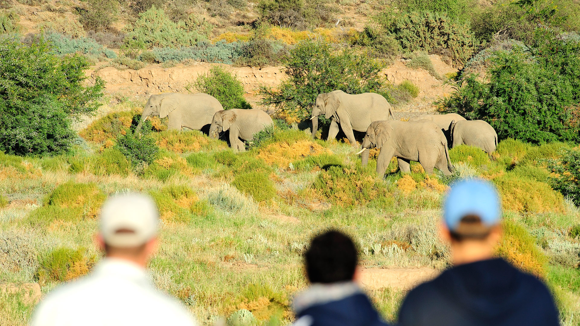 Safari to Sanbona