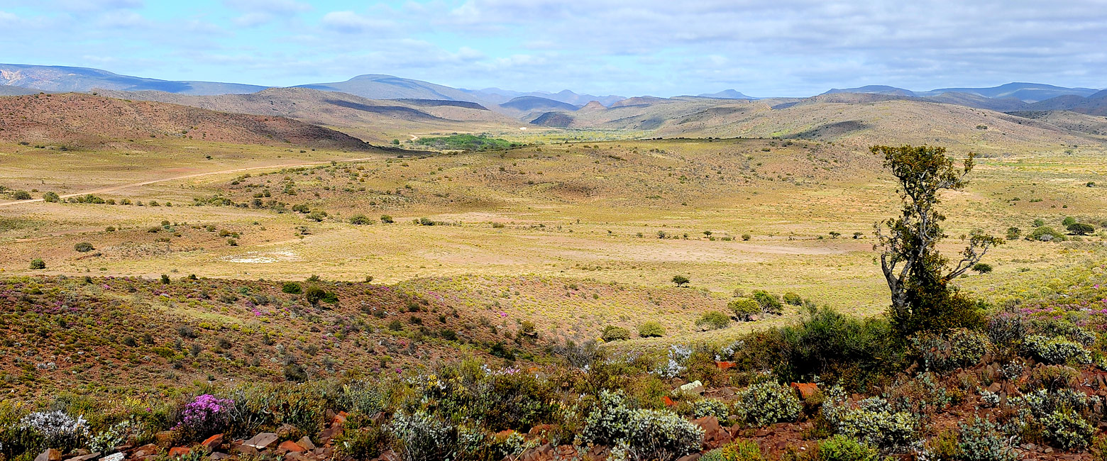 let us know your thoughts about South Africa and we will help you create the perfect safari 