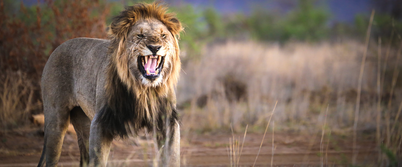 let us know your thoughts about South Africa and we will help you create the perfect safari