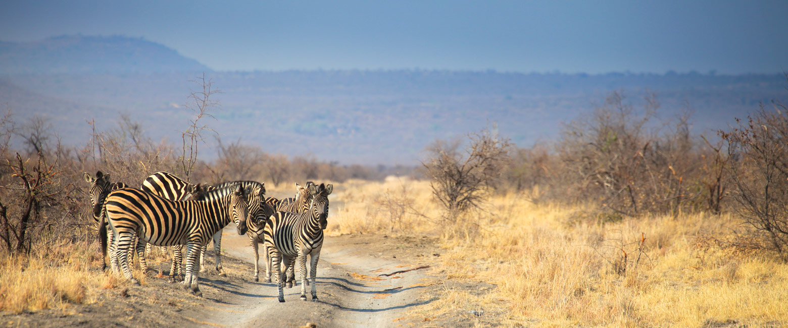 let us know your thoughts about South Africa and we will make sure to deliver the perfect safari 