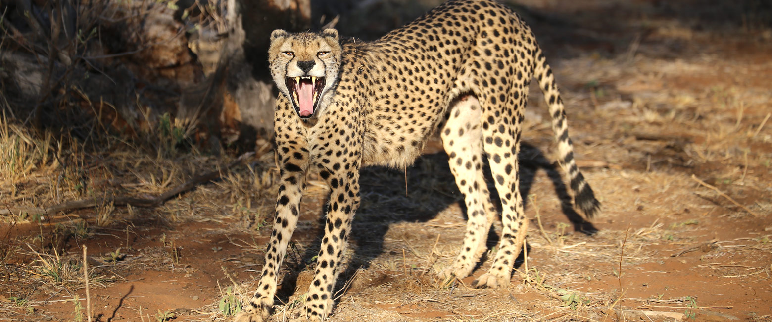 let us know your thoughts about South Africa and we will help you create the perfect safari