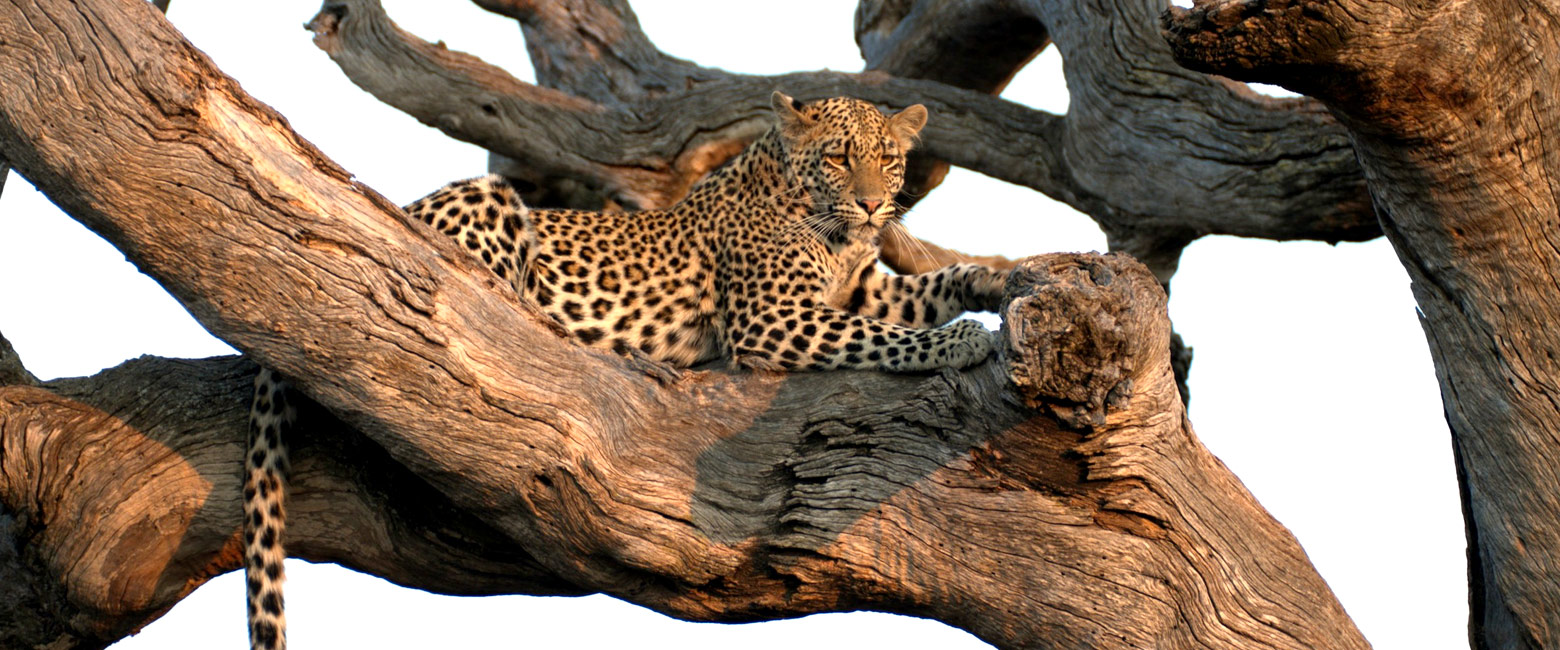 let us know your thoughts about South Africa and we will make sure to deliver the perfect safari