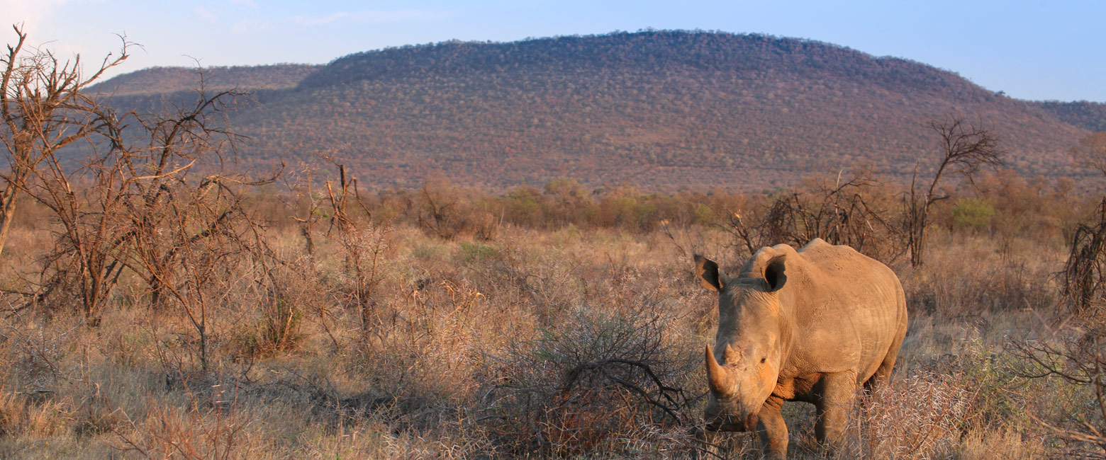let us know your thoughts about South Africa and we will help you create the perfect safari