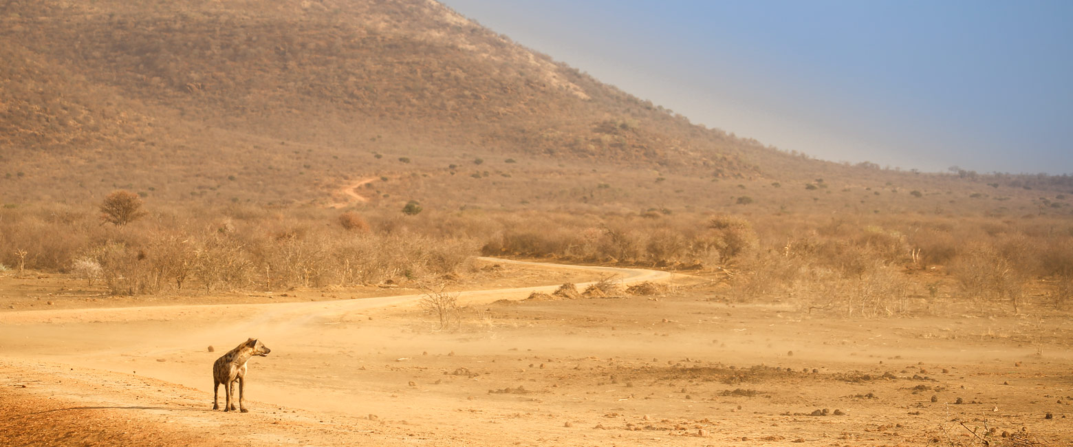 let us know your thoughts about South Africa and we will help you create the perfect safari