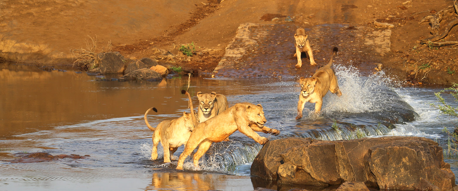 let us know your thoughts about South Africa and we will make sure to deliver the perfect safari 