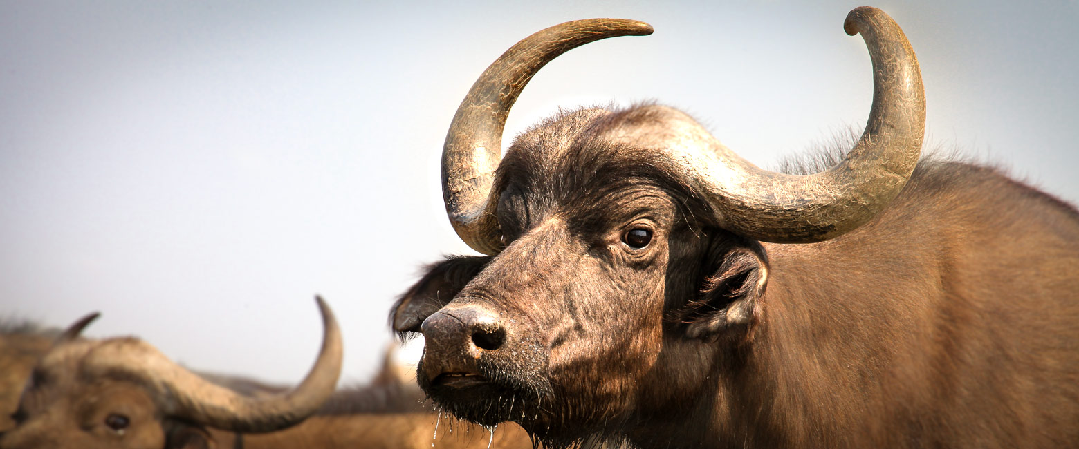 let us know your thoughts about South Africa and we will help you create the perfect safari