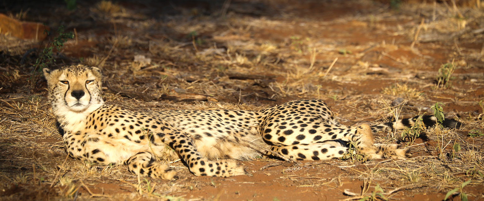 let us know your thoughts about South Africa and we will make sure to deliver the perfect safari