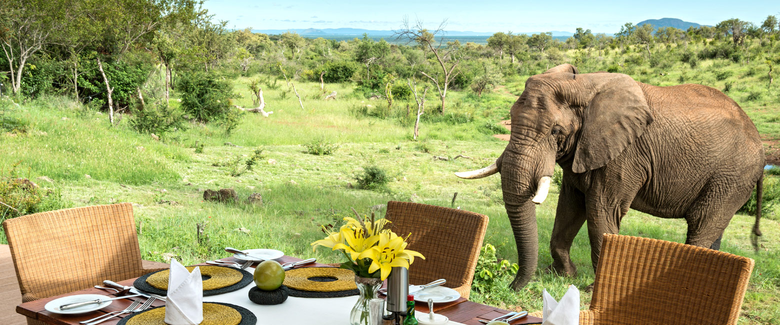 let us know your thoughts about South Africa and we will help you create the perfect safari
