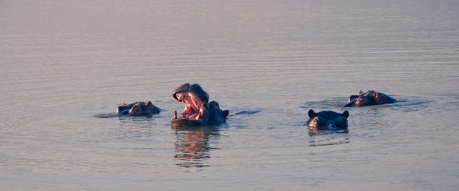 let us know your thoughts about South Africa and we will help you create the perfect safari