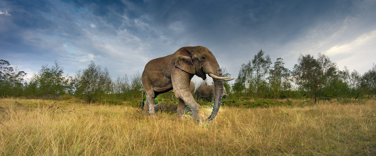 let us know your thoughts about South Africa and we help you create the perfect safari