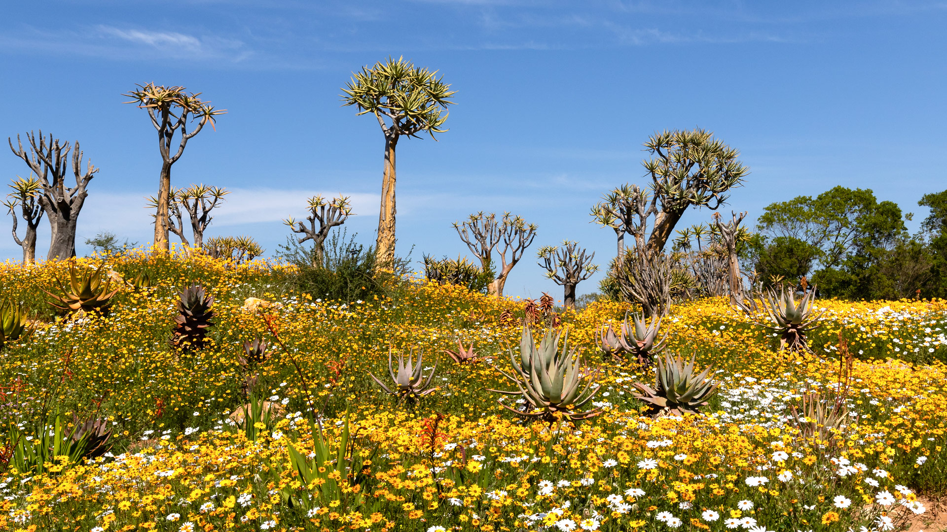 Travel to Namaqualand