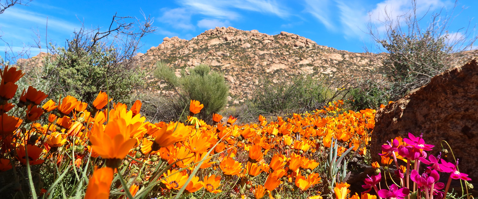 is a remote part of South Africa, renowned for wildflowers Jun-Oct