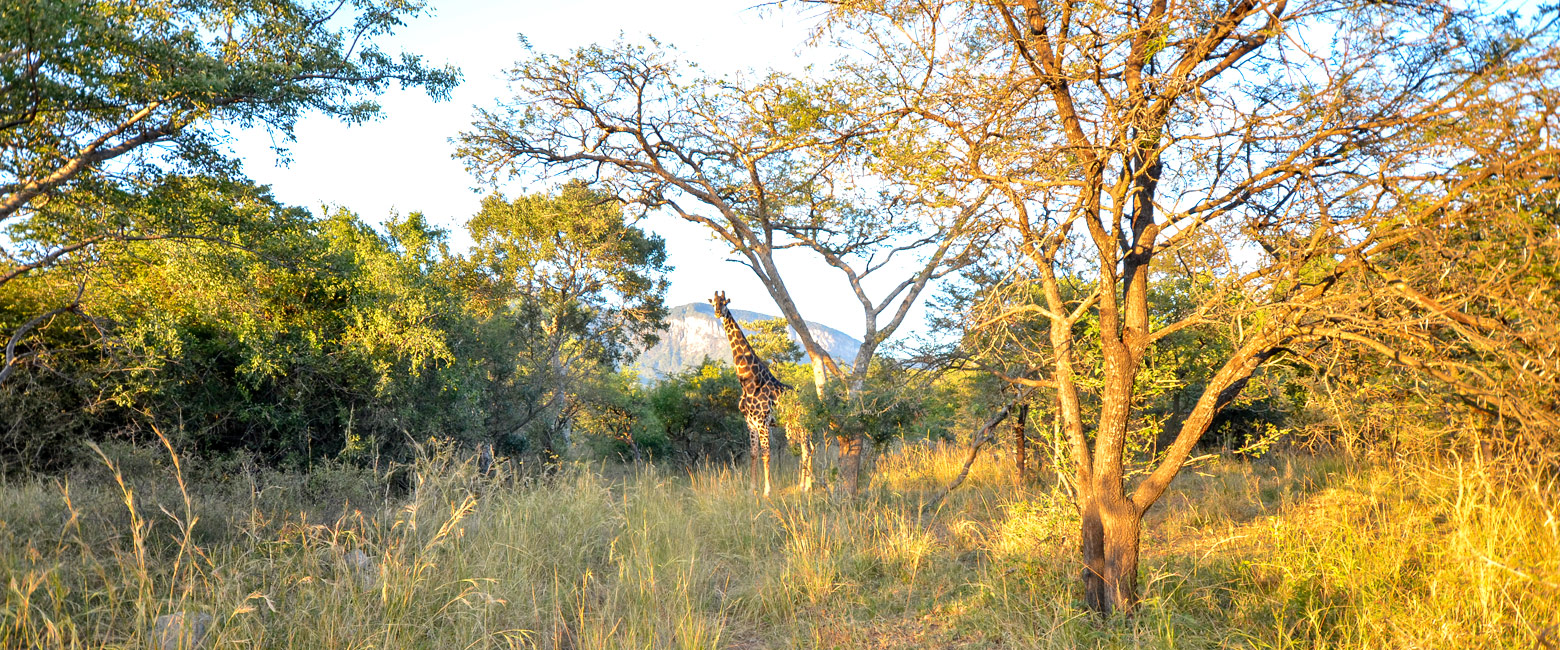 let us know your thoughts about South Africa and we will help you create the perfect safari 