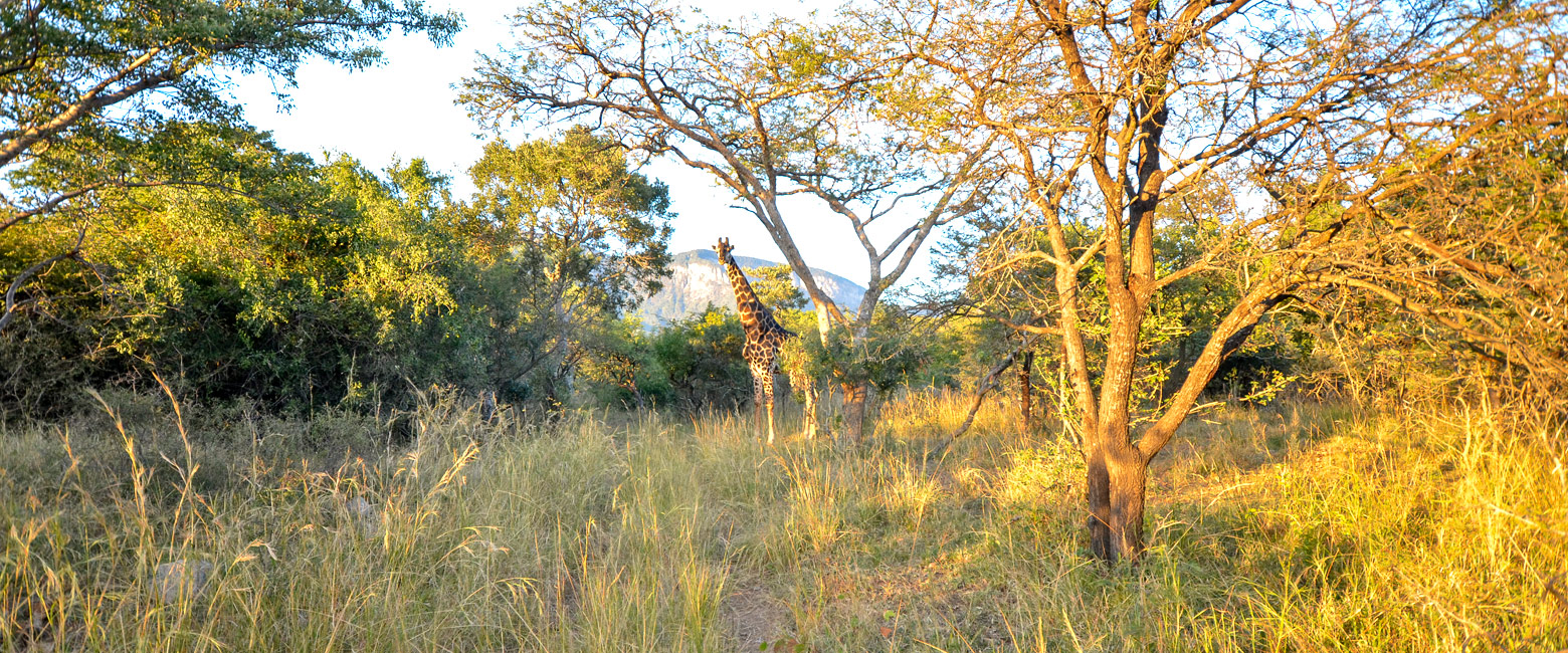 let us know your thoughts about South Africa and we will help you create the perfect safari