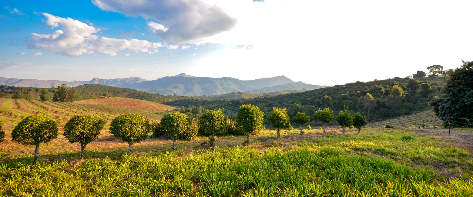 let us know your thoughts about South Africa and we will help you create the perfect safari