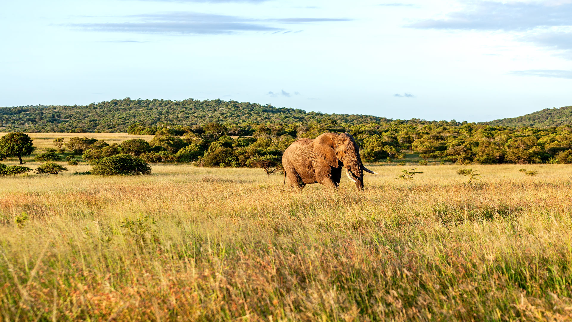 Safari to Phinda Mkhuze