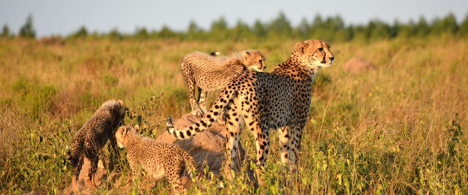 is an area of safari reserves in KwaZulu Natal 